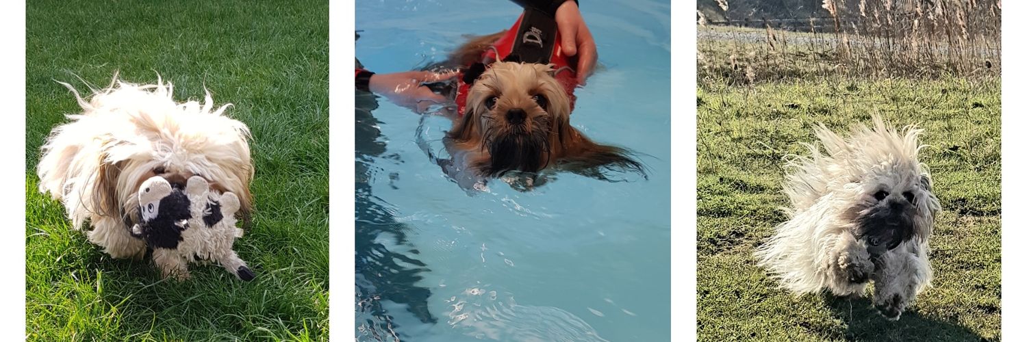 🎊 ZobieOne 🎉 banner