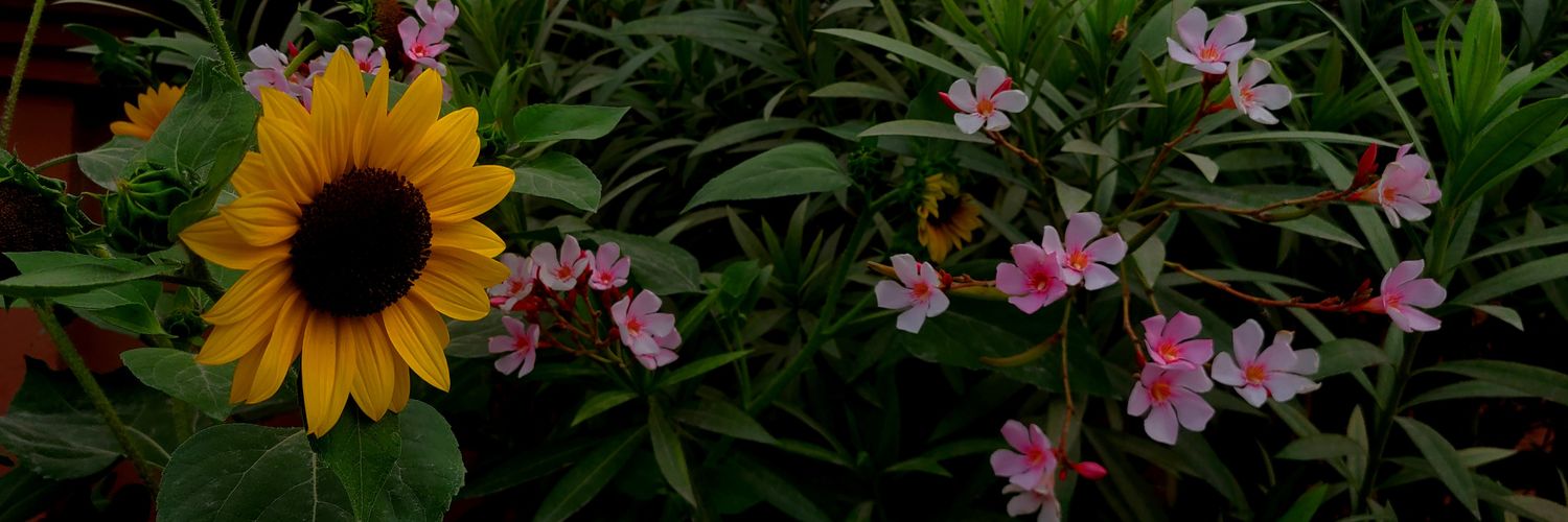 ٌ banner