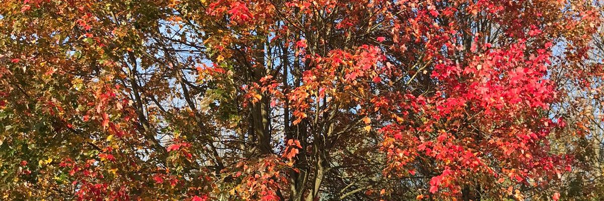 Loriebelwhite's profile banner image