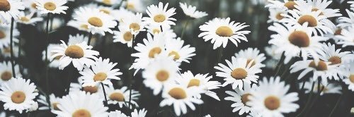 elbaelena_'s profile banner image