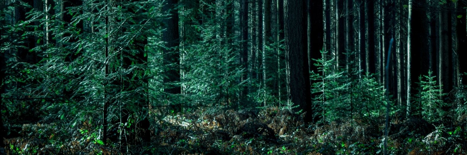 The Forest Beast banner