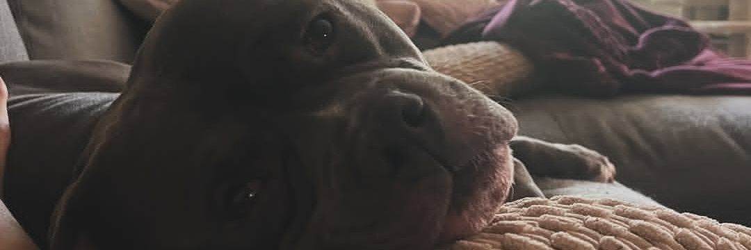 k9slvttbilara banner