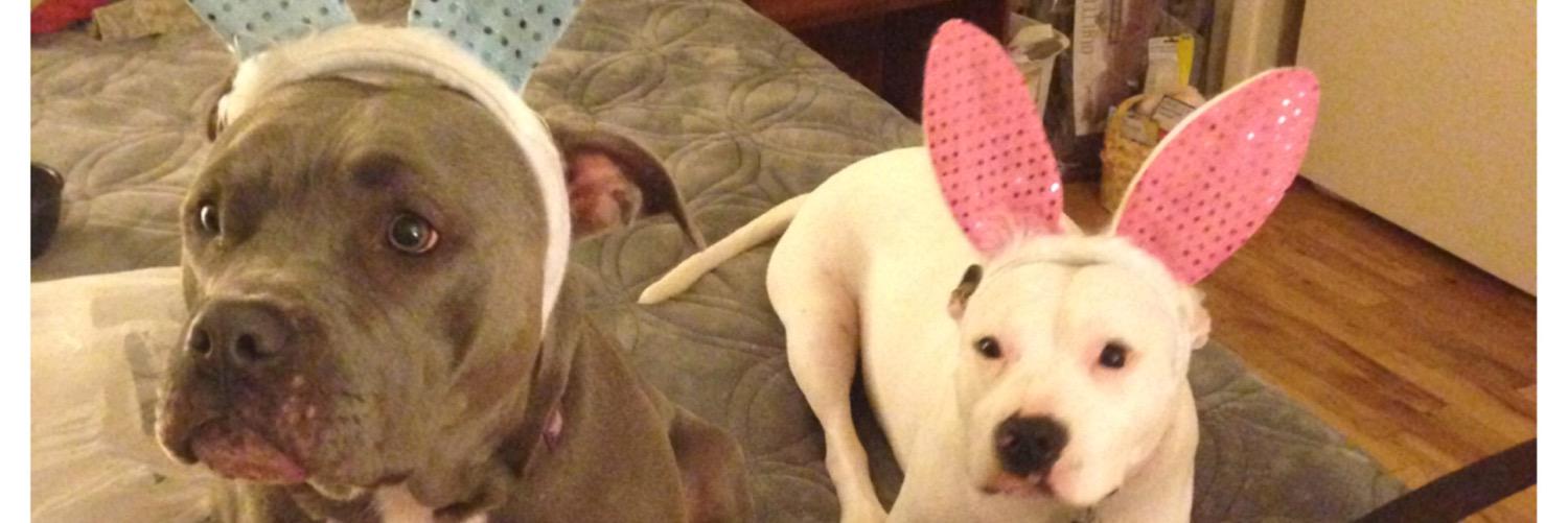 Whitney Stone banner