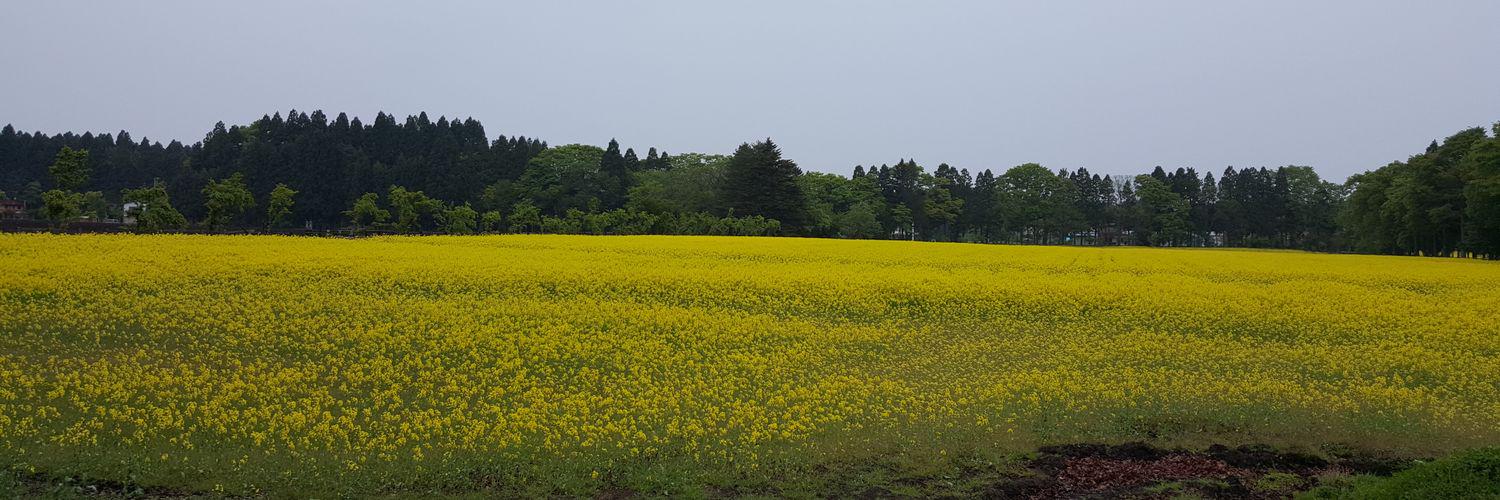 harulechi's profile banner image