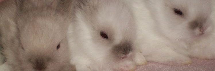 booboowannapoo's profile banner image