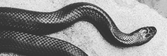 fvckinginspired's profile banner image