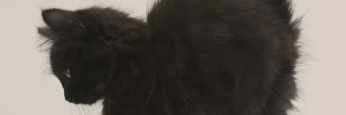 pupluvr__'s profile banner image