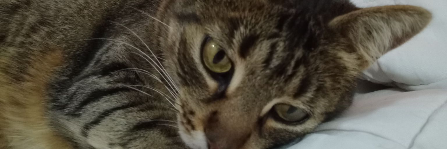 Makusan33's profile banner image