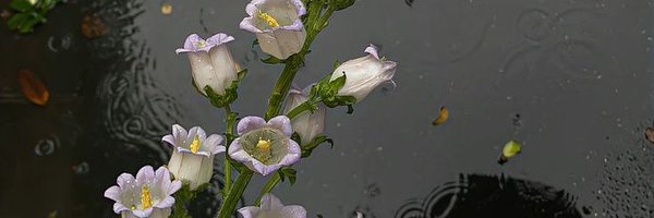 Prastianto__ Profile Banner