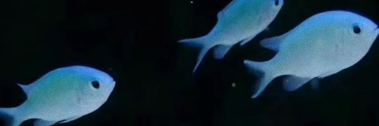 cix145000's profile banner image