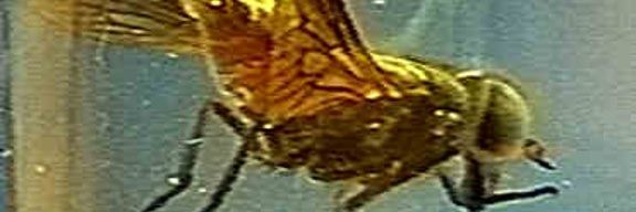 feddy banner