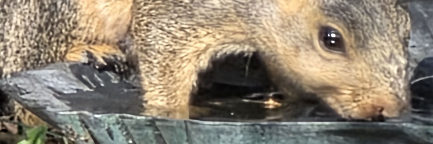 RyanMaple69's profile banner image