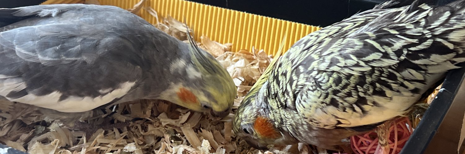 すな🐥無職なアラ還 banner