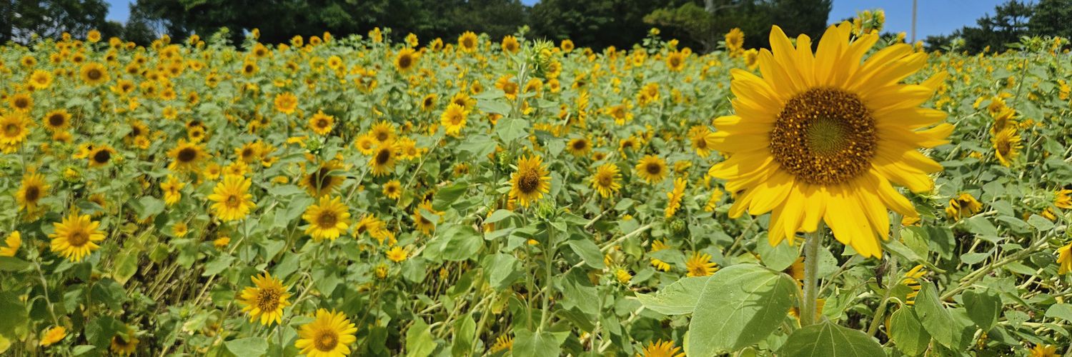 도도핑💗 banner