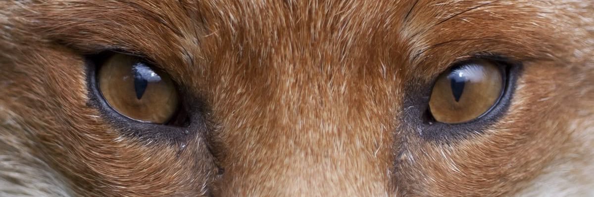cherivyn's profile banner image