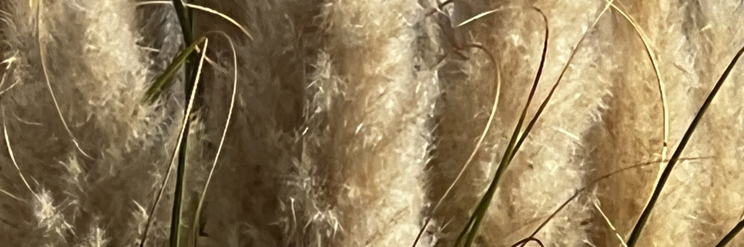 Torii et Colibri banner