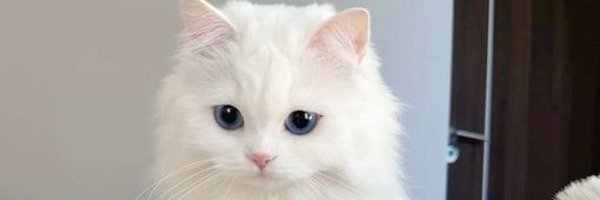 HmyluvCrypto Profile Banner