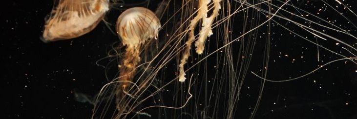 𝐒𝐀𝐃𝐀 𝐀𝐑𝐔𝐌. banner