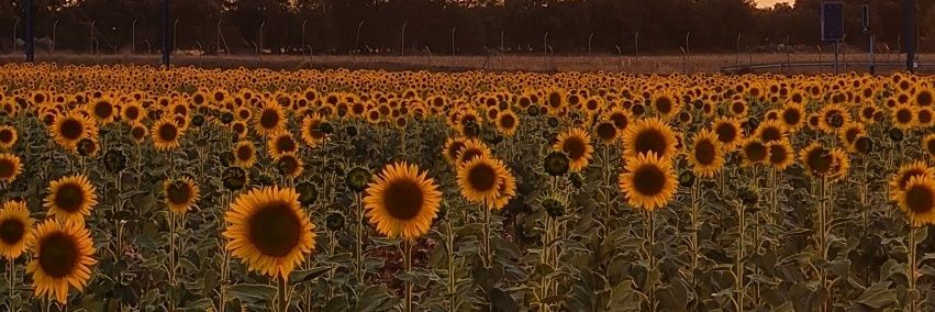 LyLy1992's profile banner image