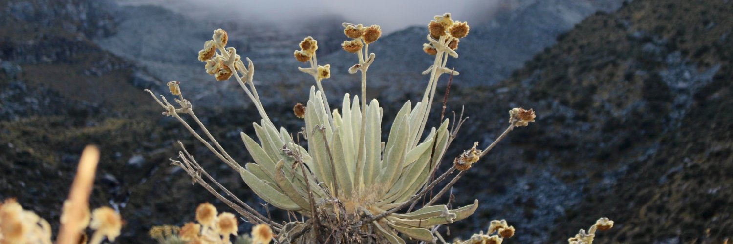 Cristian Peñuela banner