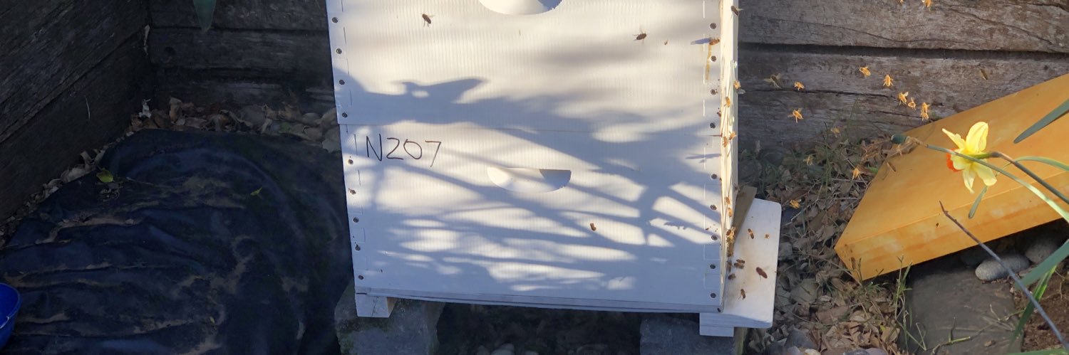 eWhizz™  ⚠ banner