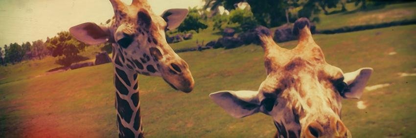 Rachel Schomaker banner