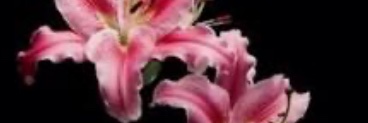 3cliips3r's profile banner image