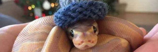 $SWIF | SnakeWifHat banner