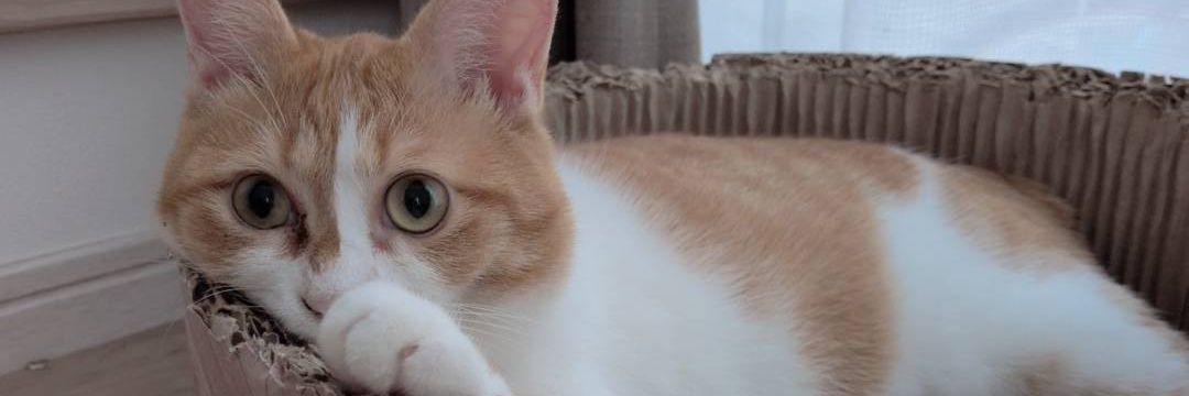 Reina_kns's profile banner image