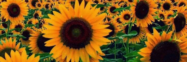 Ashh_Lopez's profile banner image