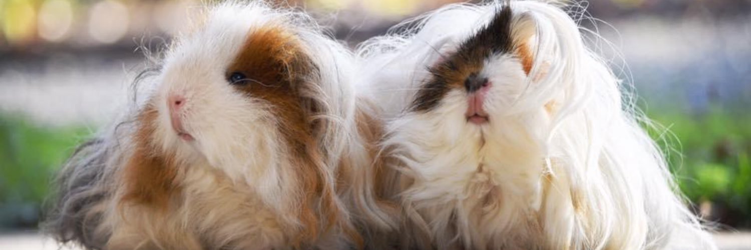 mshollie's profile banner image