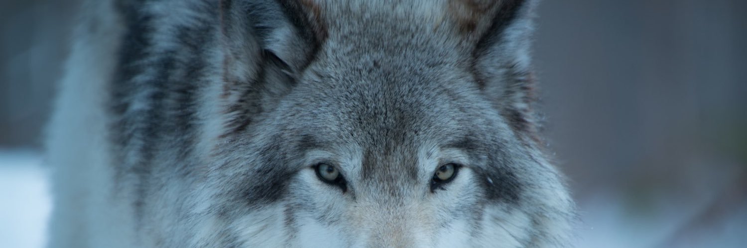 soydiosfgp's profile banner image
