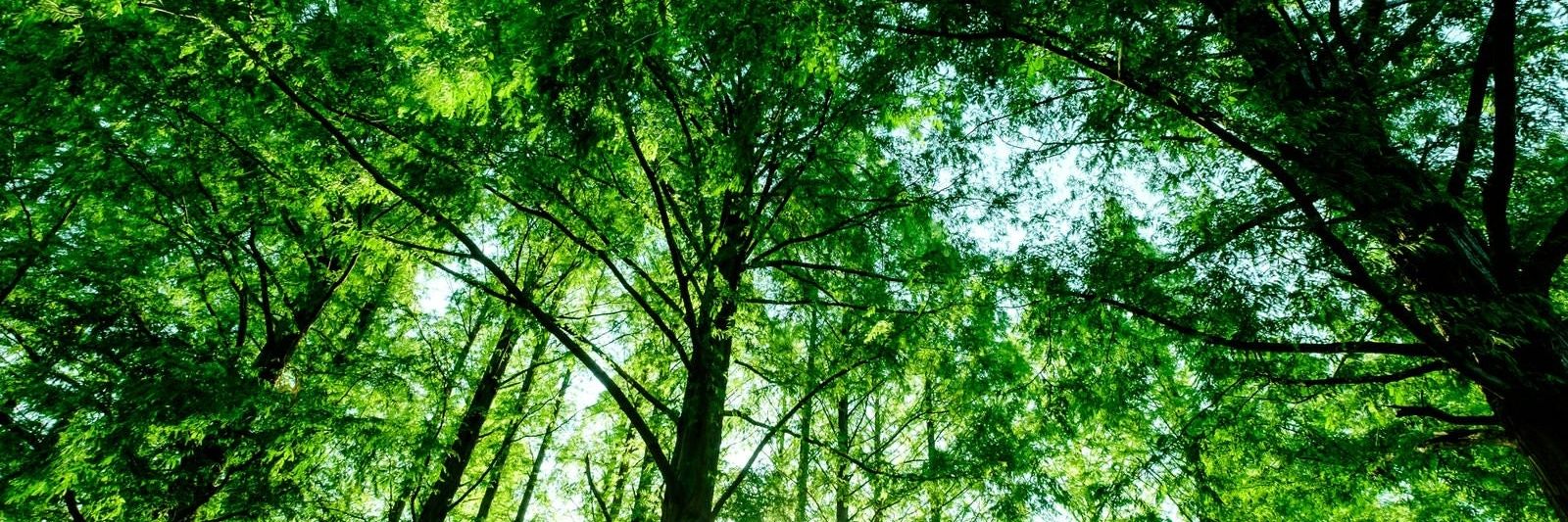 average_forest's profile banner image