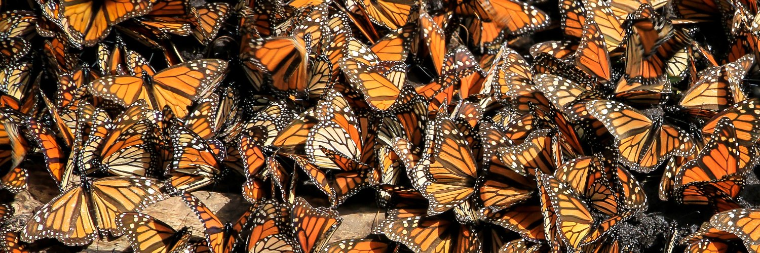 Monarch Watch banner