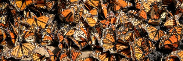 monarchwatch Profile Banner