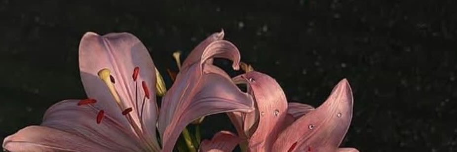 Almutairira1's profile banner image
