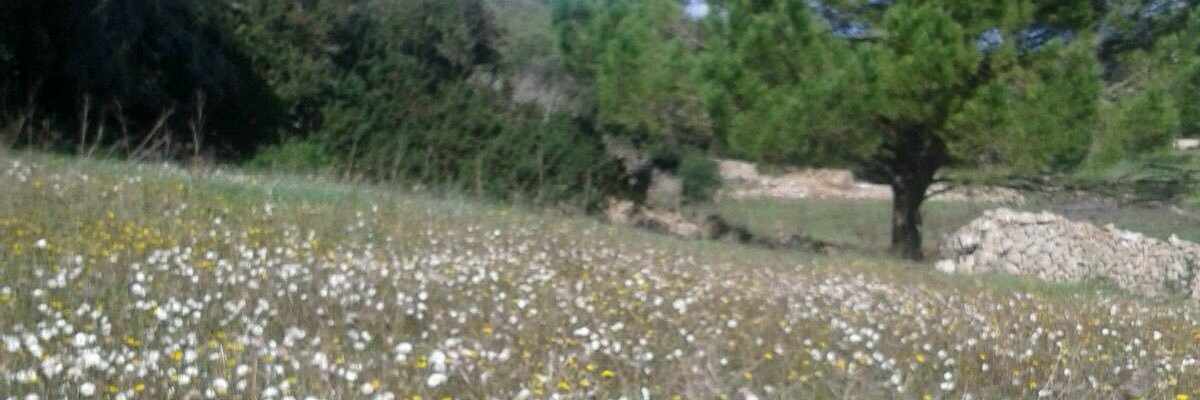 Psicodinamicoes's profile banner image