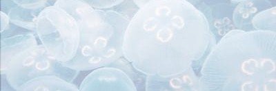 mokuseizz's profile banner image
