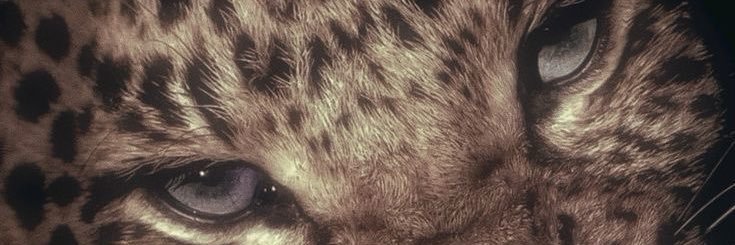 munchi🍪 banner