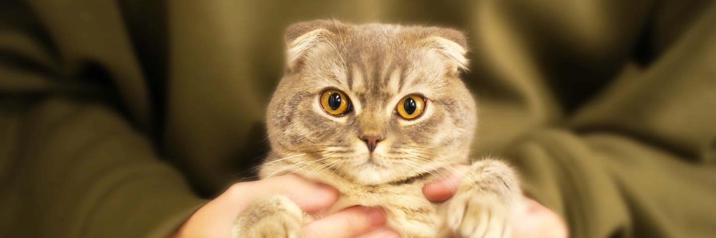 Yuu’s adventures banner