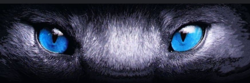 foxbeardtitan banner