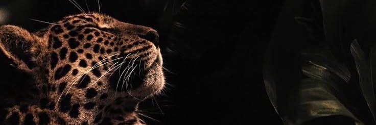 lanerb281's profile banner image
