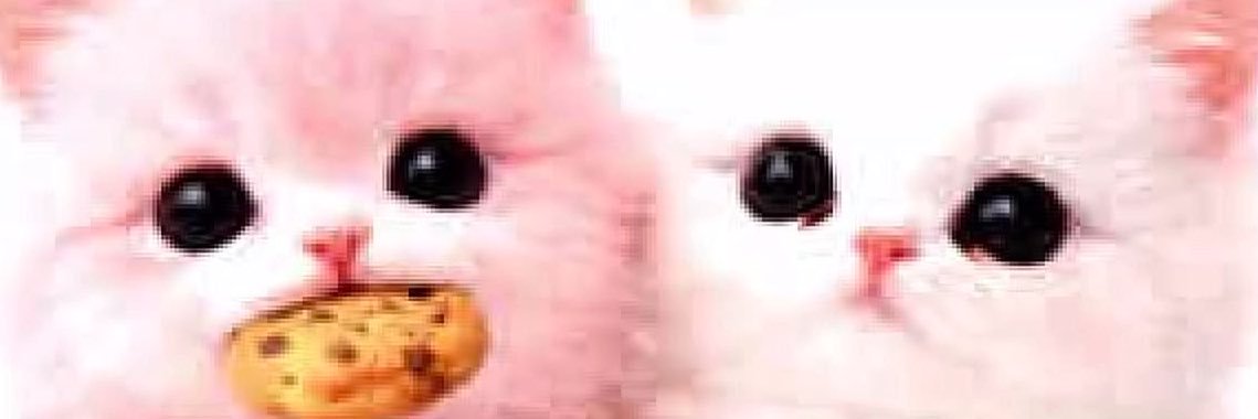 stupidlilkitty's profile banner image