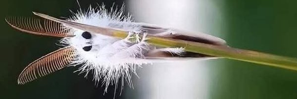 clever_moth Profile Banner