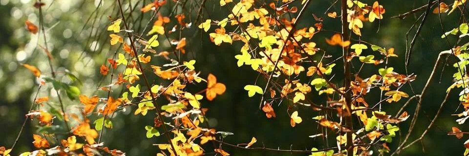 gpujolard's profile banner image