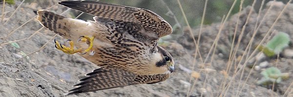 MaliHalls Profile Banner