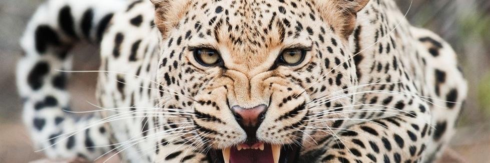 Tunji_Legend's profile banner image