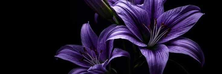 _angelfeathers's profile banner image