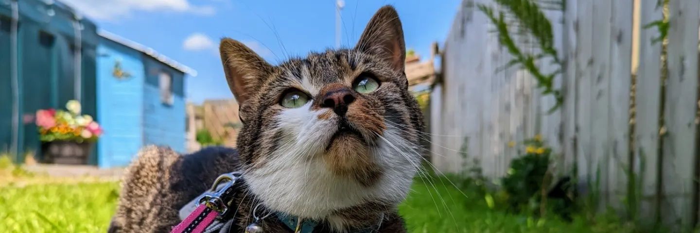 onlyhazel's profile banner image