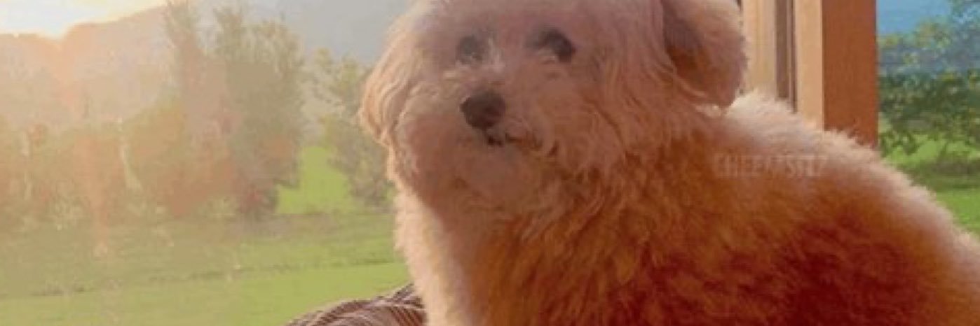 catsonyour's profile banner image